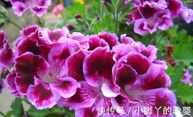 吃剩的3种垃圾别乱丢,拿来养花肥效足,叶片常年绿油油