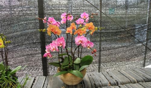 春天常去“轧马路”的人，多捡些它们养花吧，省钱实用