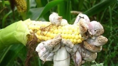 玉米上面长了奇怪的东西, 妈妈竟说是难得一遇的美食