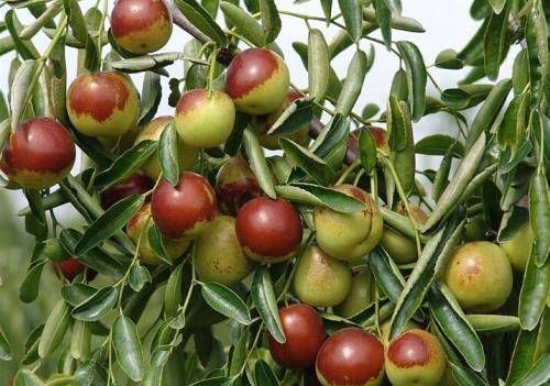 院子阳台不要瞎养花,推荐几种树,果子好吃还能添福