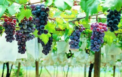 延缓衰老|经常吃葡萄，可能会给身体带来这六种好处，同时需注意这四件事
