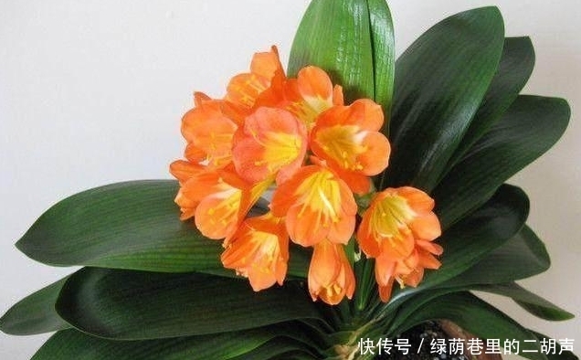 施肥|我把盆栽君子兰养成这样,好心疼,老婆只用3天将它变黑绿发亮!