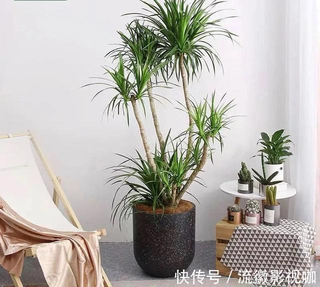 腐殖质|8种“丑花”,个个都有好兆头,家里养几盆,镇宅吉祥,越养越爱