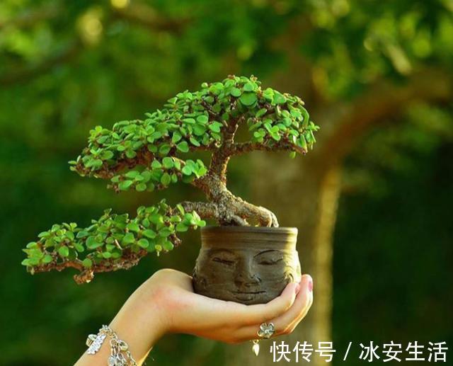 叶片|盆栽金枝玉叶，3个“小动作”，叶片饱满有光泽，轻松变成美盆景