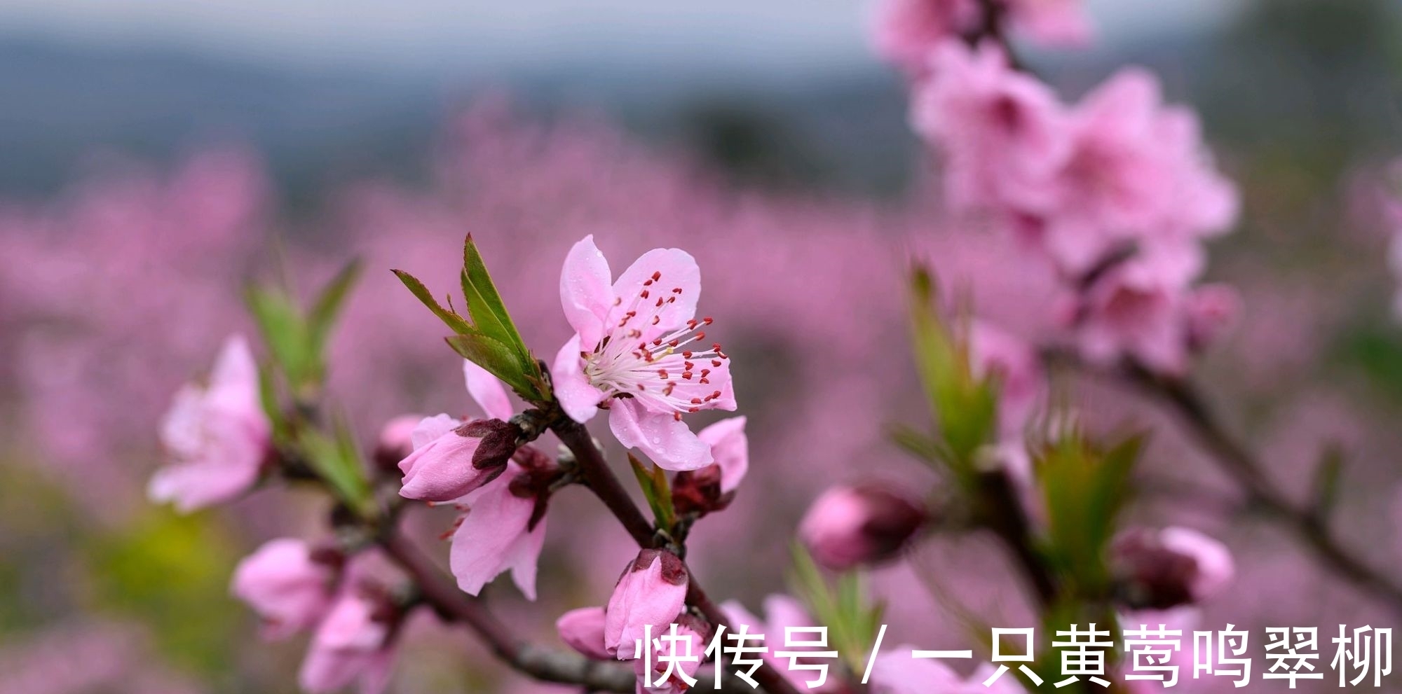 七律&白居易的一首七律,借景言情,不同俗流,抒发了对人才的珍爱之情