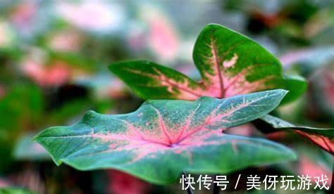 吊兰|养花试试这几款,能让房间充满清新的味道,又能去除闷闷的感觉