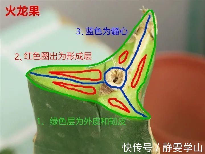 叶子|养护蟹爪兰，要注意8个要点，才能开出仙气飘飘花