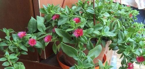 忘了绿萝、吊兰吧,换上3种花,好看又好养,是家庭盆栽佳品