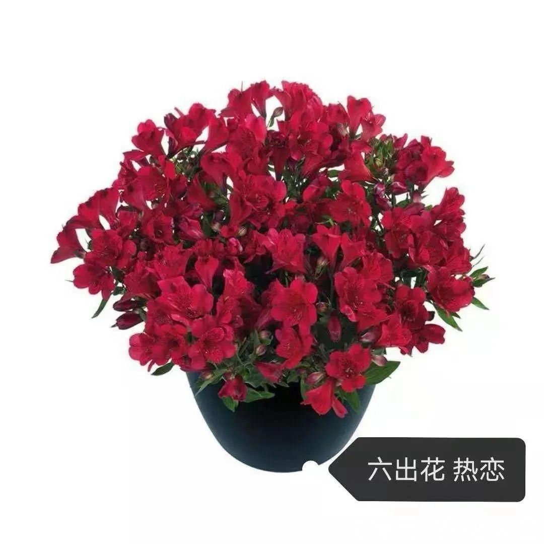 六出花|六出花耐旱好养,猛地一看像百合,花纹别致多彩