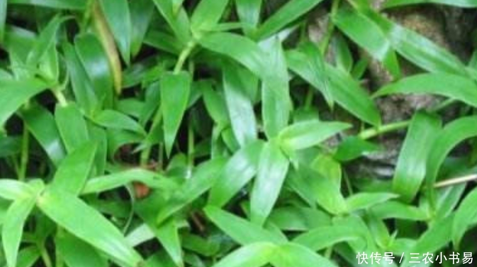 野草|田边一种常见野草,殊不知药用价值极高,可以清热解毒