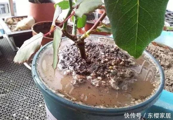 2种小药片,砸碎扔水里浇花,不烂根,不黄叶,花卉越长越旺