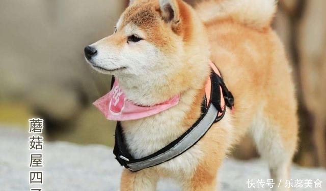 节目组 中餐厅怎么处理客人吃剩的?和向往比起来,节目组真的太缺钱了