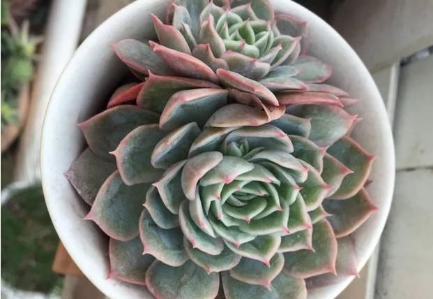  平静|遇见你真好！多肉让我得到了心灵的平静！