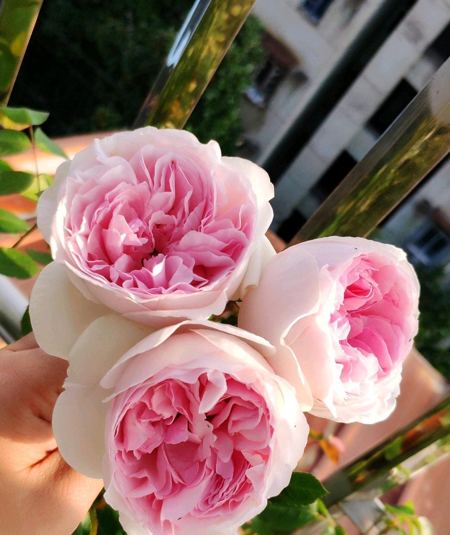 伊芙乙女心,月季界的仙女,又美又仙,浓香四溢,四季花开