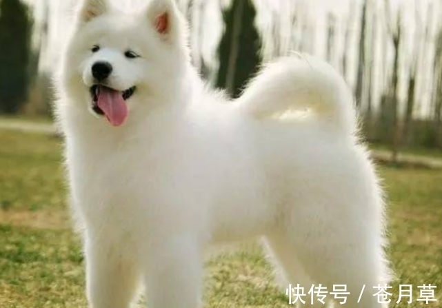 贵人|1月上旬财运旺盛,生肖狗在贵人带领下,巧妙化解危机赚到大钱