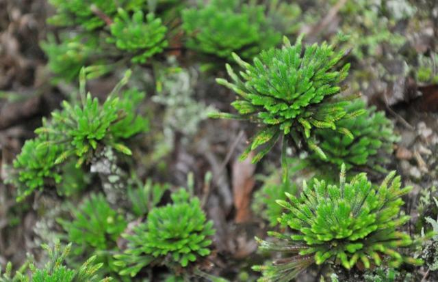 长在“山坡”上的“传奇”野草,挖一棵养家里,越养越值钱!