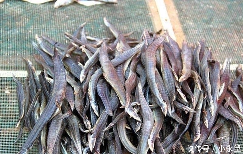 它长得像一把刺刀，以前钓到直接扔了，现在成了稀罕货100元一斤