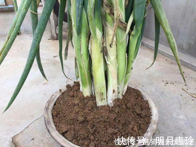 通风处|今天才知道，原来保存大葱这么简单，不空心不烂根，放半年不会坏