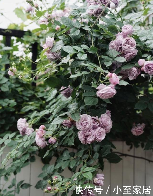 月季花|手把手教你月季花后促笋的方法