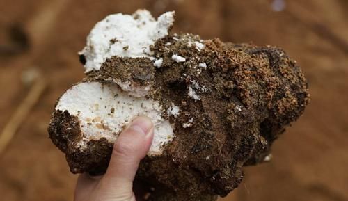 肚皮|体内湿气重的人,放开肚皮吃6物,帮你祛湿排毒,体重慢慢降