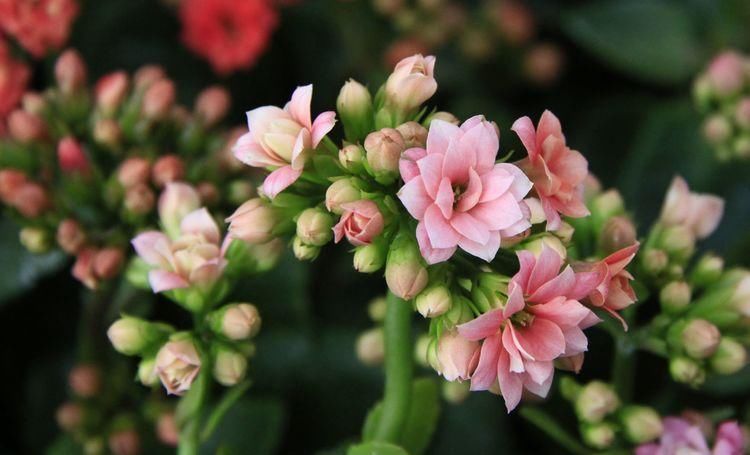 清新|客厅养花,不用多,6盆就能旺一年,空气小清新,常年绿油油