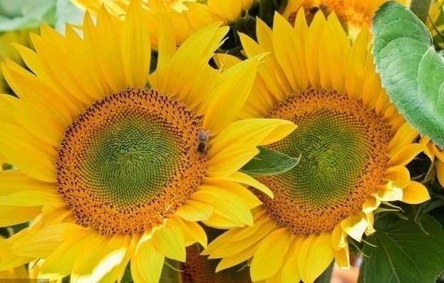 财运|恭喜四生肖,人生大难已过,三月之后好消息一波接一波,洪福齐天