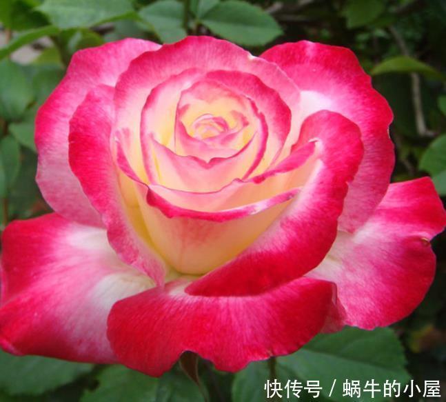 4种花,耐热又耐冷,四季都有花赏,一开就是200天