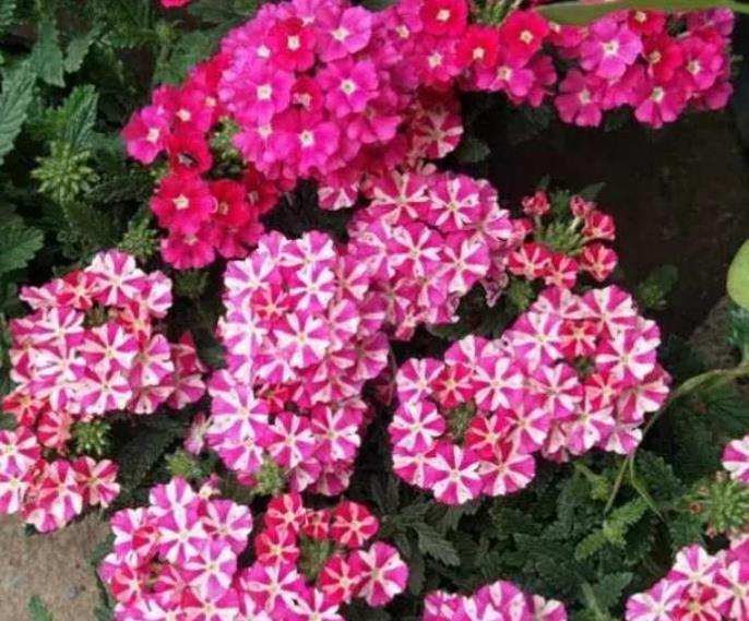 4款艳美的花卉，堪称花卉“劳模”，一年四季开花不停！