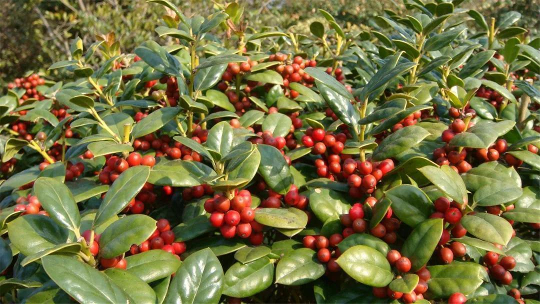 农村常见的构骨,做成盆栽当年宵花,果子红红火火很喜庆