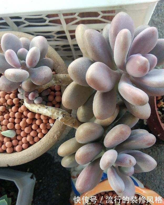 4种花不能淋雨,一淋就黑腐烂根,最后只剩个空盆