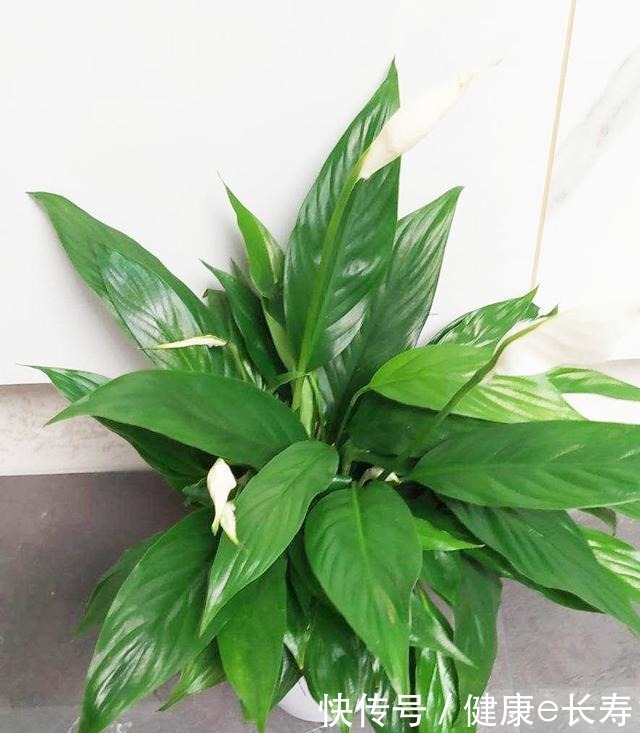 家里有养这5种花,别老是拿去晒太阳,容易晒出问题!