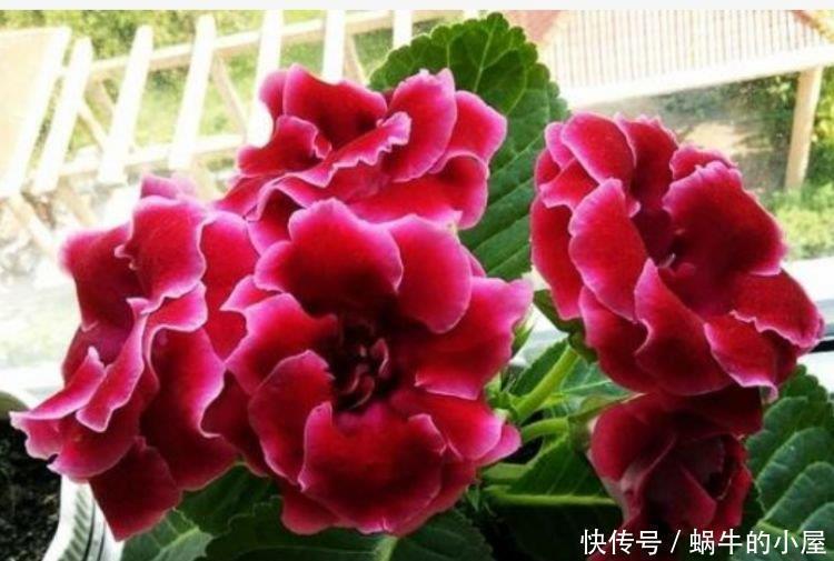 4种花养家里，多姿多彩、美轮美奂，从年头“香”到年尾