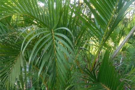 养花试试这几款，可以美化房间，陶冶情操