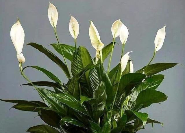 这“3种花”不仅好养、开花美,还能除螨去味,养上10盆都不够