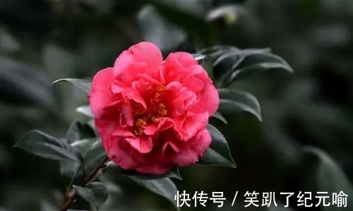 月季|不要只会种月季,这种花开花多还容易养活,快来看看吧