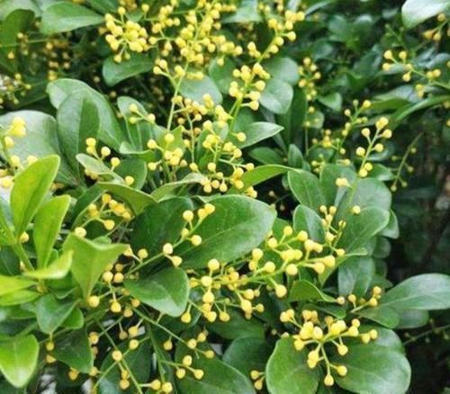 4种花美的出奇,开起花来“拦”不住,美不胜收,你养了吗