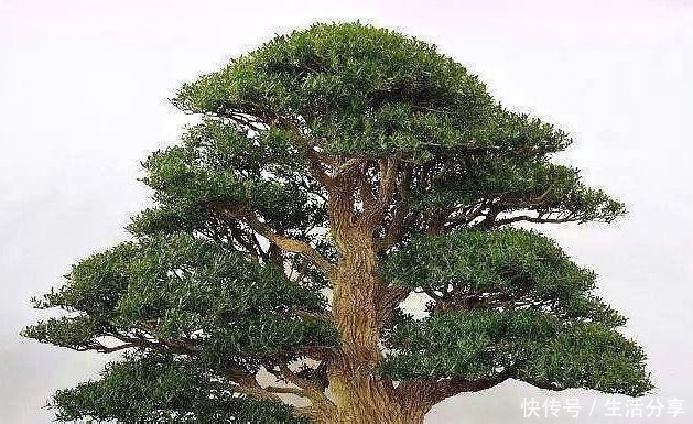 黄杨树|云贵大山的“黄杨市场”,是“原则”与艺术的碰撞,你站谁呢!