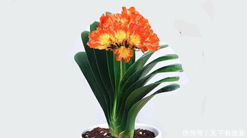 养君子兰和兰花三个错误不能犯,要了解清楚,不然长不好
