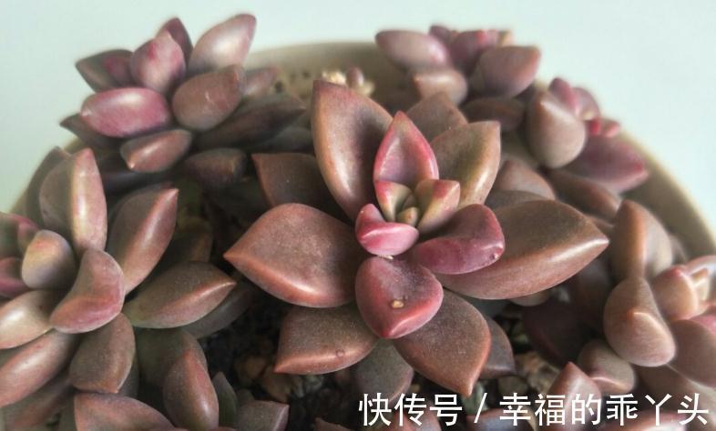 养姬胧月,按刘奶奶的方法照顾,普货也能拥有贵货的格调