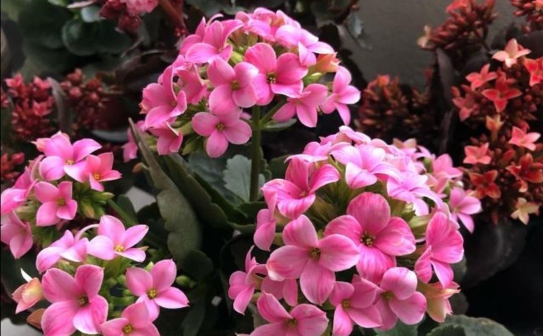 养长寿花蟹爪兰，别只顾浇水，用上“1种肥”，花苞稠密早开花