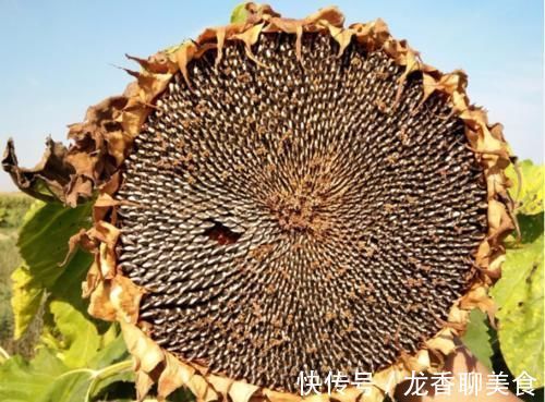 瓜子|向日葵全身都是药！更是降压“神器”，高血压、头晕头疼都能治