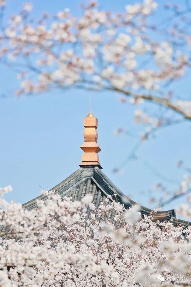 松江的春天“花”成这样！不想在家待了