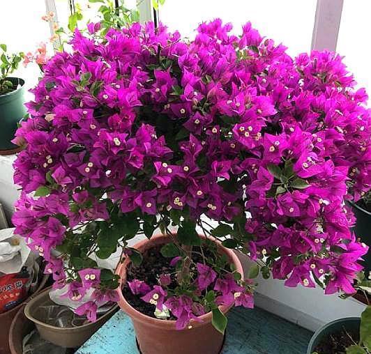 扦插三角梅，移栽“手法”很重要，提高成活率，移一棵活一棵