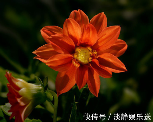 施肥|夏菊怎么养开花多教你3个小妙招，养出花朵鲜艳满枝头的夏菊