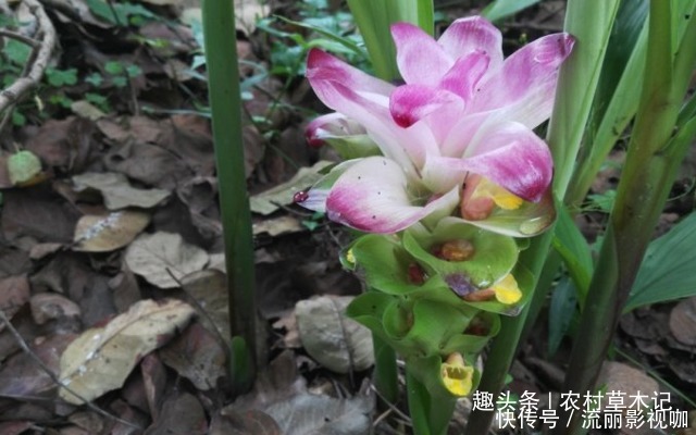 采摘|人称“观音坐莲”，山里遇见，请别采摘，因为价值太珍贵了