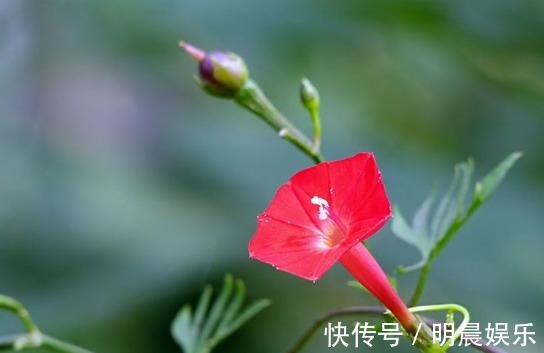 茑萝松|喜欢菊花，不如养盆“埃及众星”，花朵五角星，鲜红欲滴