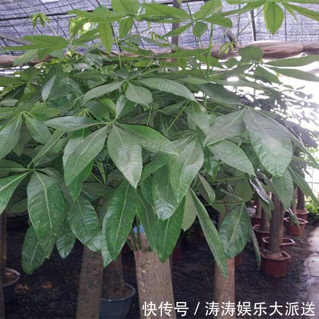 发黄|养发财树,做到这“2点”,嫩芽冒的多,开出花儿来,养好多年!