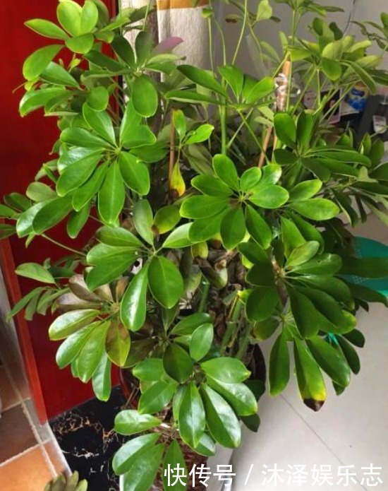 枝条|鸭掌木好看、还能吸甲醛,很多人却养不好,其实掌握3个本领就行