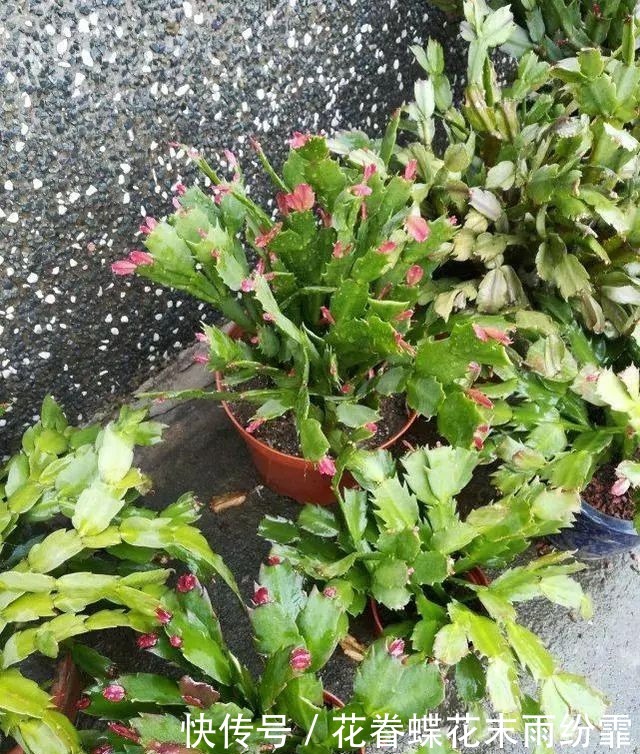 蟹爪兰叶子又软又薄老爸用4招,软叶立起来,咔咔就爆盆