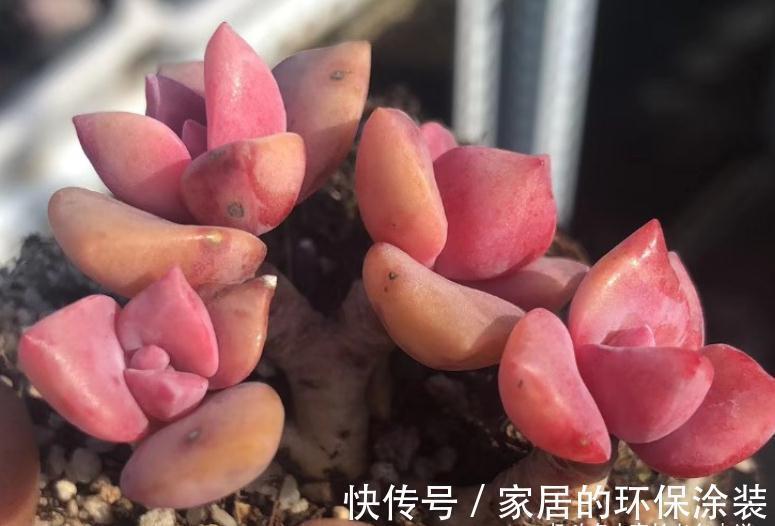 叶片|多肉秋季补全计划——不管新手or老手，来一棵软糯粉紫的彩虹糖吧